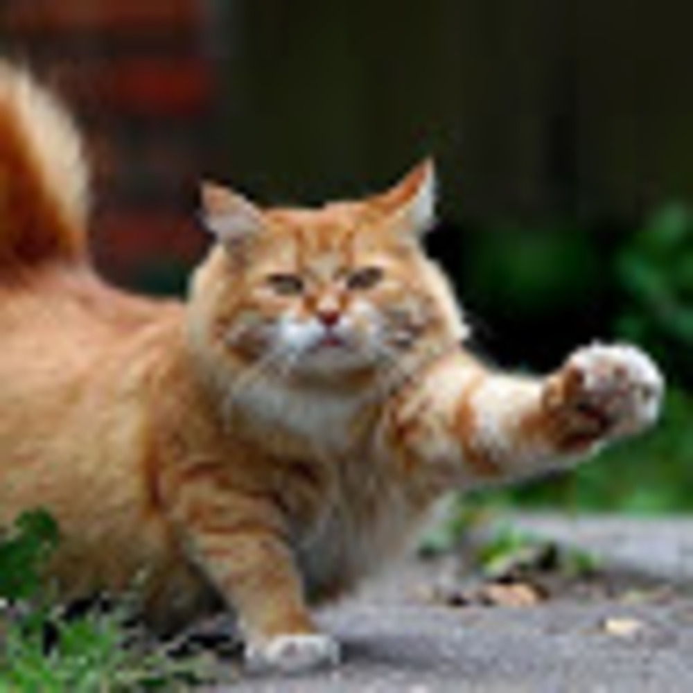 Meet your Posher, Lilahcatrose